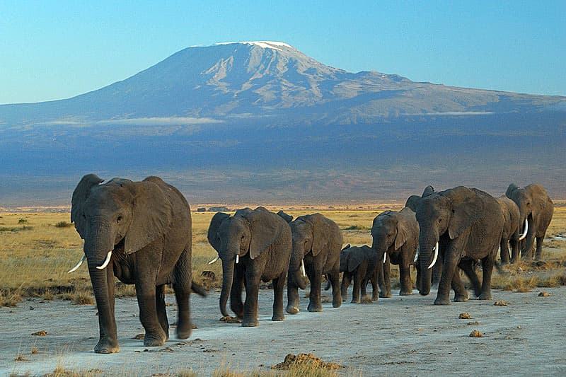 Amboseli, Kenya