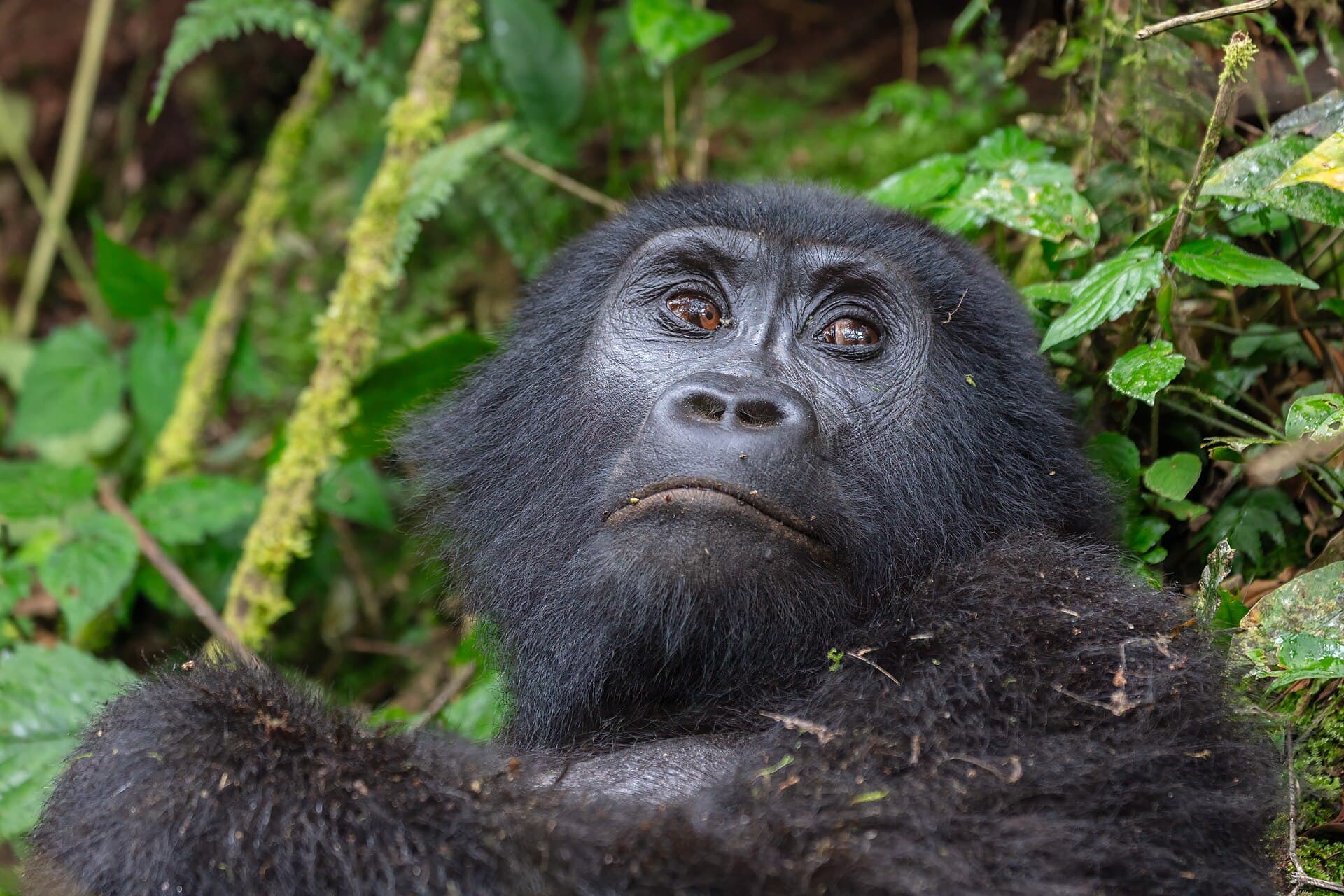 Adventure & Gorilla Trekking