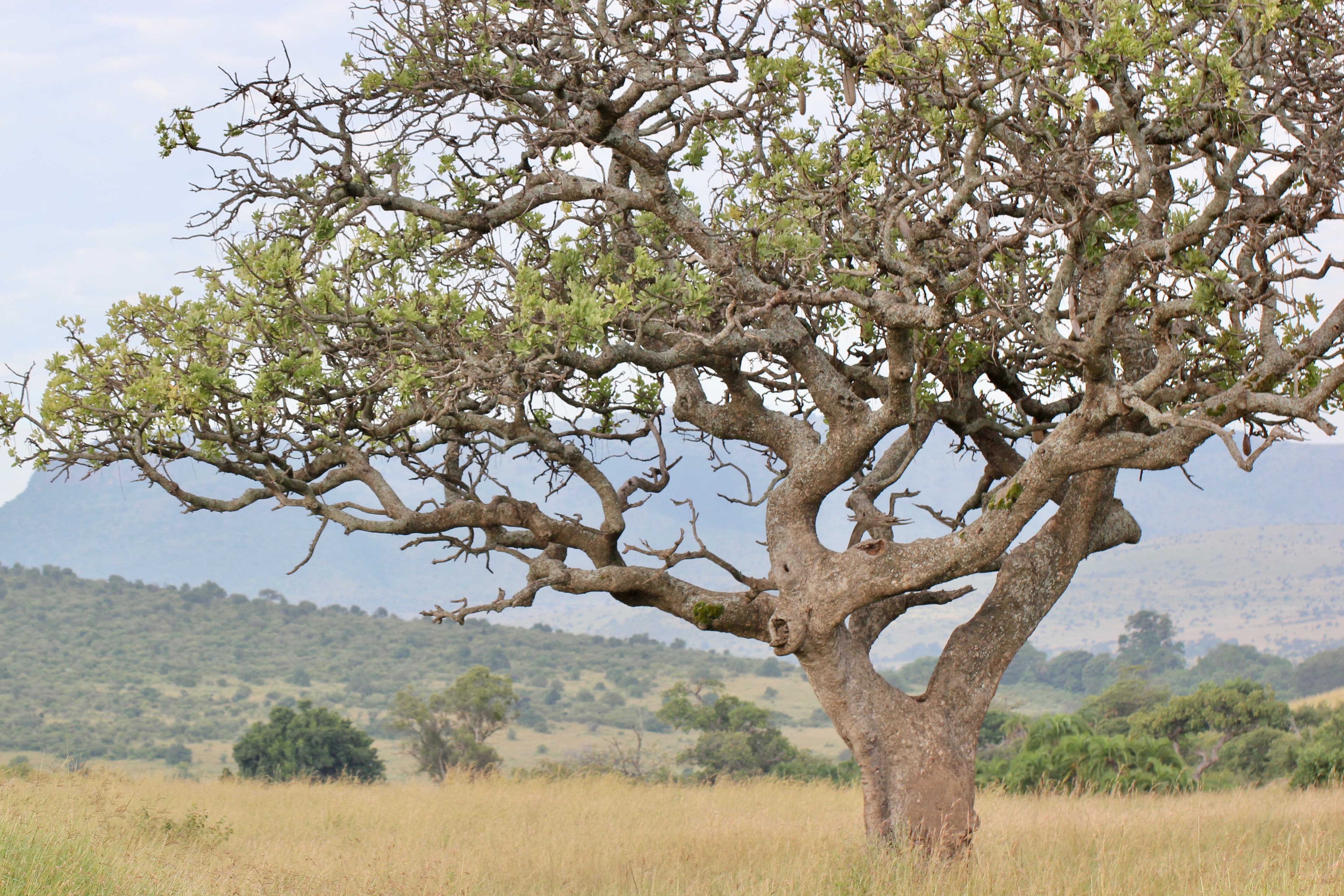 Maasai Mara, Kenya